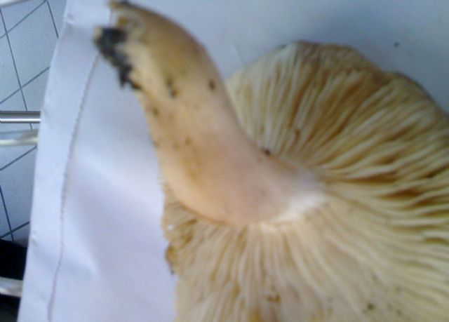 Armillaria o no